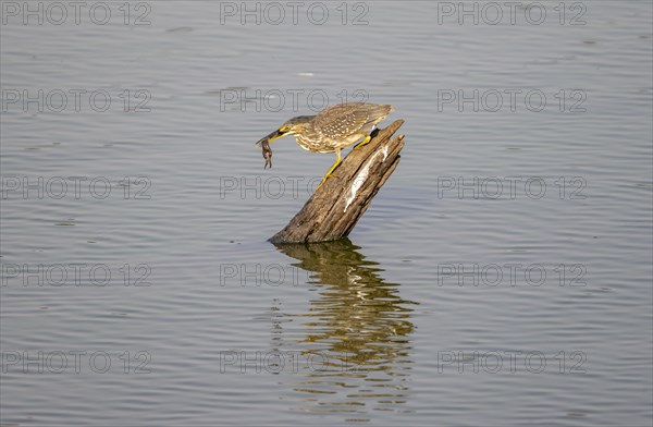 Mangrove heron (Butorides striata atricapilla), sitting on a tree stump in the water with prey in