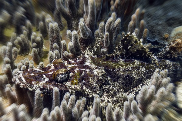 Brownhead crocodile fish, (Cymbacephalus beauforti), Wakatobi Dive Resort, Sulawesi, Indonesia,
