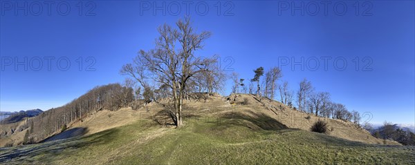 Solitary tree at the Lauchweid, behind Lauchflue, clearing on the second Jura chain, Eptingen,