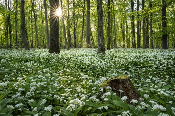 A deciduous forest with white flowering ramson (Allium ursinum) in spring in the evening sun with a