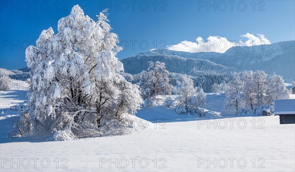 Winter landscape with snow-covered tree in front of the Heimgartren 1791m, Ohlstadt, Loisachtal,
