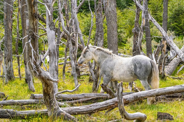 Horse, grey, grazing between dead trees, Tierra del Fuego National Park, Tierra del Fuego Island,