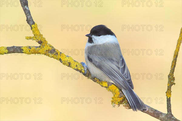 Marsh tit (Parus palustris) sitting on a branch overgrown with lichen, Wildlife, Animals, Birds,