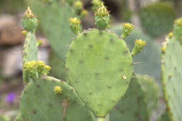 Cactus pear (Opuntia ficus-indica), Botanical Garden, Erlangen, Middle Franconia, Bavaria, Germany,
