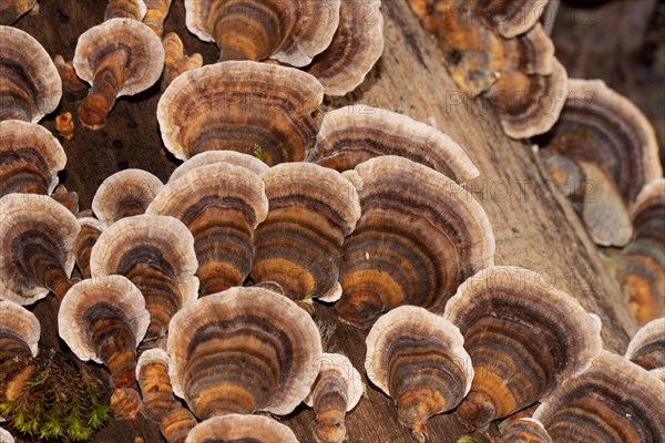 Butterfly stramete zonal white light brown and brown fruiting bodies next to each other on tree