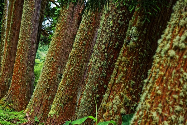 Pattern of tree trunks covered with moss in dense green forest, Furnas Lake, Furnas, Sao Miguel,