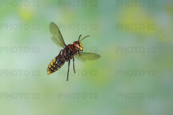 European hornet (Vespa crabro), worker in flight, flight photo, high-speed photo, North