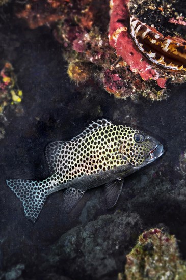 Blackspotted rubberlip (Plectorhinchus gaterinus), and spiny oyster (Spondylus), Wakatobi Dive