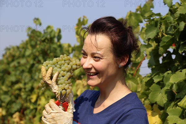 Symbolic image: Young woman hand-picking Chardonnay from the Norbert Gross winery in Meckenheim