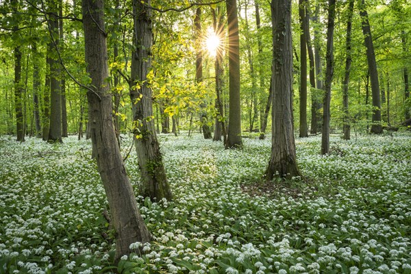 A deciduous forest with white flowering ramson (Allium ursinum) in spring in the evening sun with a