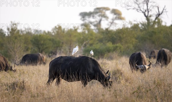 Cattle egret (Bubulcus ibis) sitting on the back of a african buffalo (Syncerus caffer caffer),
