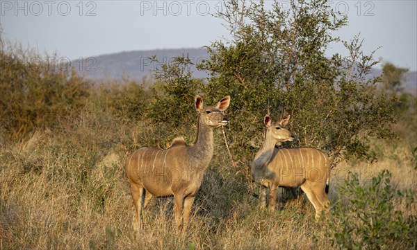 Greater Kudu (Tragelaphus strepsiceros) in dry grass, adult females in the evening light, alert,