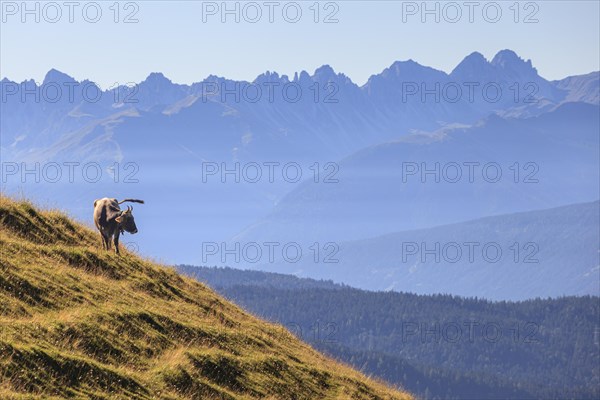 Cow standing on alpine meadow in front of mountains, summer, midday light, Wetterstein mountains,