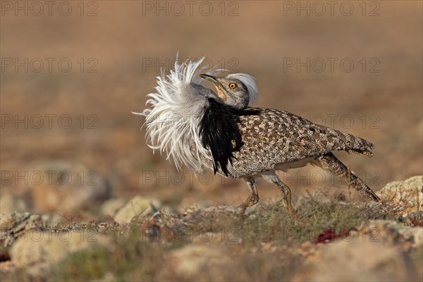 Saharan Houbara Bustard (Chlamydotis undulata fuertaventurae), mating male, Fuerteventura, Spain,