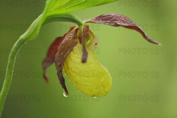 Yellow lady's slipper orchid (Cypripedium calceolus), flower, detail, water drop, nature