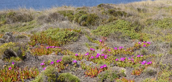 Vegetation Rota Vicentina Fishermen's Trail long distance coast path, Odeciexe, Algarve, Portugal,
