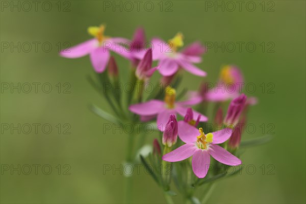 Centaurium pulchellum (Centaurium erythraea), flowers, detail, nature photograph, Bergenheimer