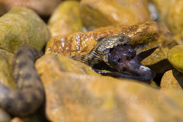 Dice snake (Natrix tessellata) turning round goby (Neogobius melanostomus) on the bank in front of