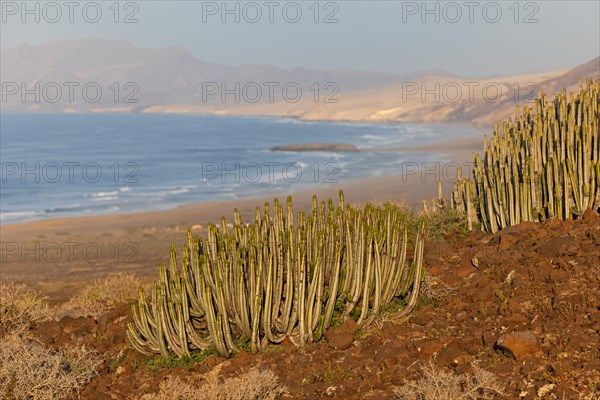 Canary Island spurge (Euphorbia canariensis) near Cofete, Parque Natural Jandia, Fuerteventura,
