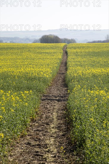 Footpath crossing filed of yellow flowering oilseed rape crop, near Wroughton, Wiltshire, England,