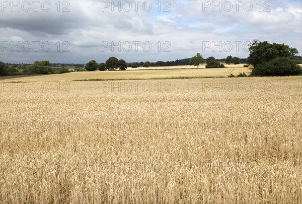 Field of golden ripe wheat crop under overcast grey sky, River Deben valley, Sutton, Suffolk,