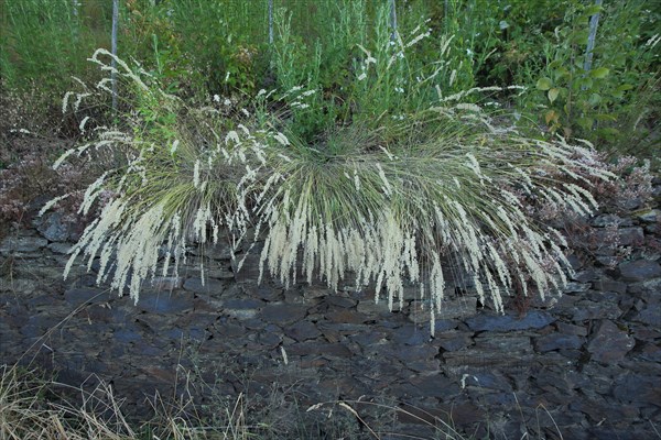Hairy melic (Melica ciliata) on stone wall in vineyards, perennial, hanging down, tuft of grass,