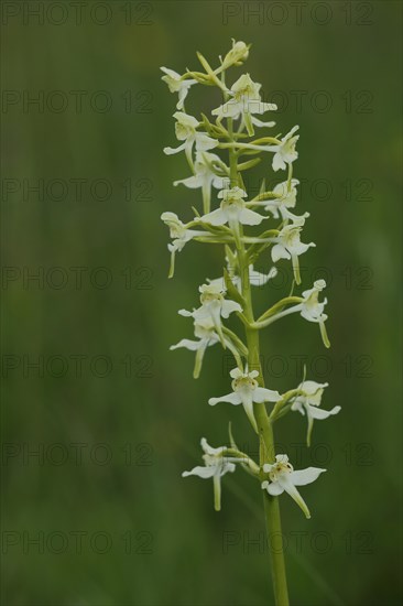 Lesser butterfly-orchid (Platanthera bifolia), Wasserkuppe, biosphere reserve, UNESCO, low mountain
