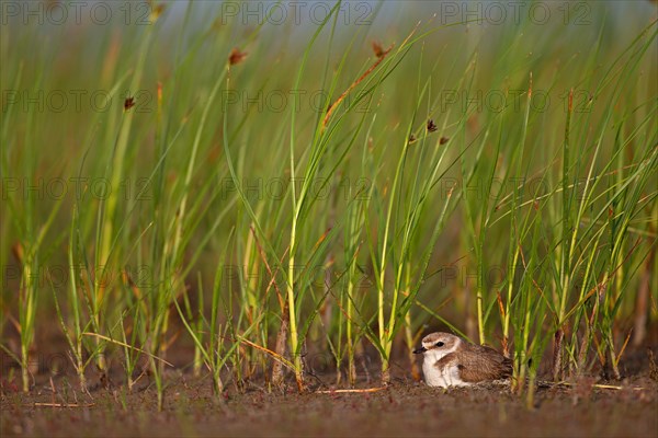 Kentish plover (Charadrius alexandrinus) Female breeding on the ground at the water's edge, Danube