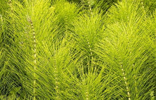 Common Horsetail Equisetum arvense plant, Suffolk, England, UK