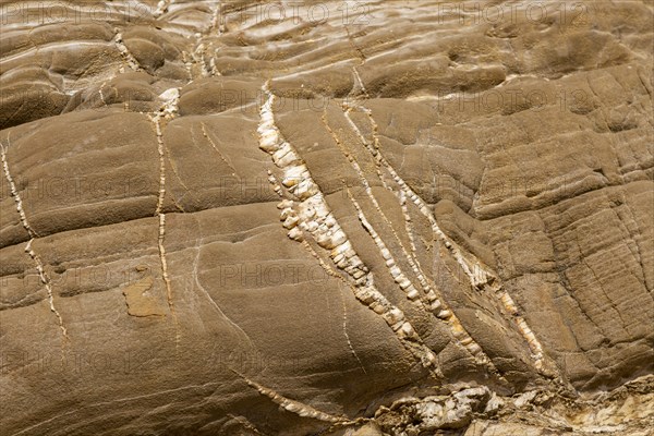Folded sedimentary rock strata dipping downwards in cliff at Praia dos Alteirinhos, Zambujeira do