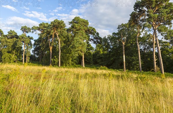 Heathland vegetation with Scots pine tree, Pinus sylvestris, Sutton Heath, near Shottisham,