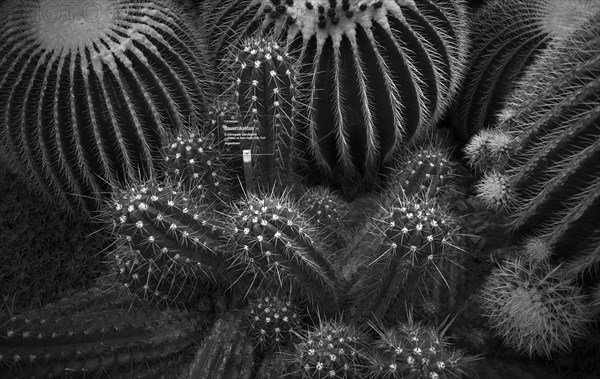 Golden globe cactus (Echinocactus platyacanthus) and farmer's cactus (Echinopsis candicans), cactus