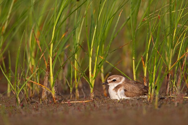 Kentish plover (Charadrius alexandrinus) Female breeding on the ground at the water's edge, Danube