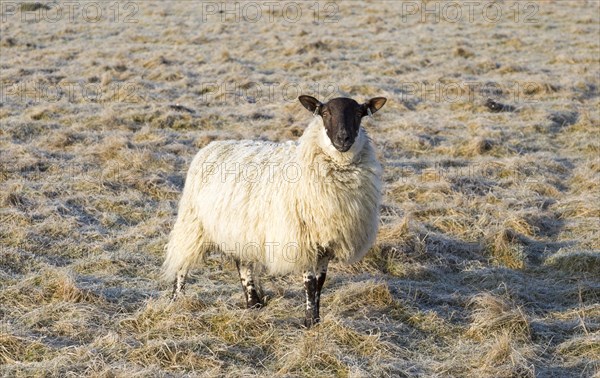 Scotch mule sheep grazing frosty Windmill Hill, a Neolithic causewayed enclosure, near Avebury,