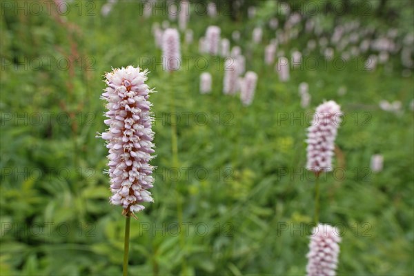 Meadow with meadow bistort (Persicaria bistorta), depth of field, blurred, Grosser Feldberg,