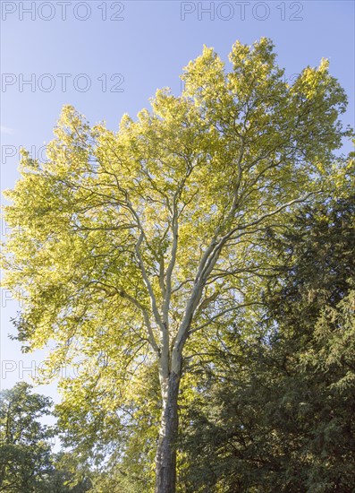 London plane tree, Platanus x hispanica, National arboretum, Westonbirt arboretum, Gloucestershire,