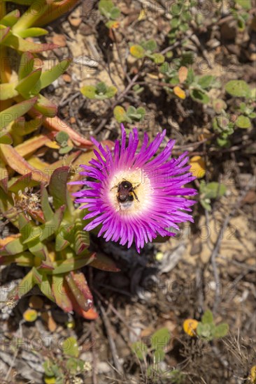 Pink purple flower of Carpobrotus edulis, a ground-creeping plant with succulent leaves native to