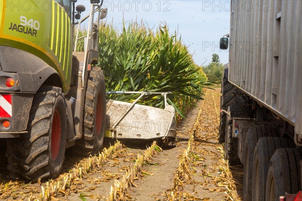 Rhineland-Palatinate, Germany: Maize harvesting (maize chopping) for the Alexanderhof biogas plant