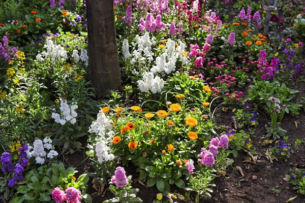 Splendour of flowers in spring, gardens, arabic, islamic, oriental, light and shade, Generalife