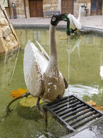 Swan in water fountain pond of main square, village of San Vicente de la Sonsierra, La Rioja,