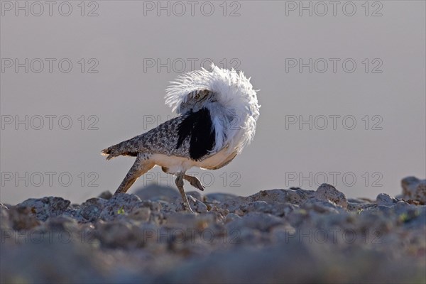 Saharan Houbara Bustard (Chlamydotis undulata fuertaventurae), mating male, Fuerteventura, Spain,