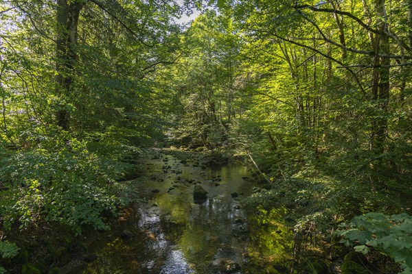 Leckner Ach, Lecknersee, Buckelwiese, municipality of Dornbirn, Wald, Bregenzerwald, Voralberg,