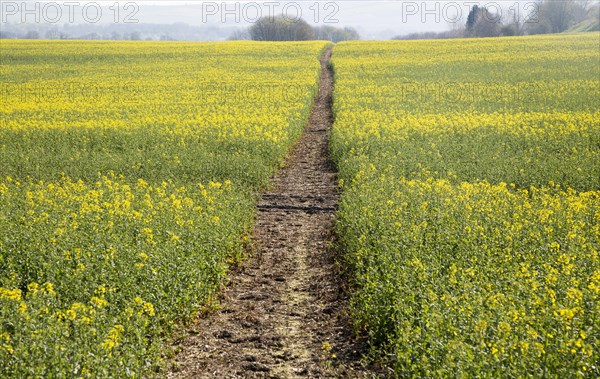 Footpath crossing filed of yellow flowering oilseed rape crop, near Wroughton, Wiltshire, England,