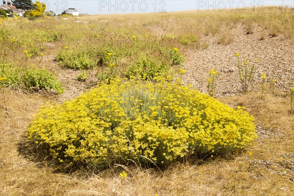 The Curry plant, Helichrysum italicum, yellow flowers, Shingle Street, Hollesley, Suffolk, England,