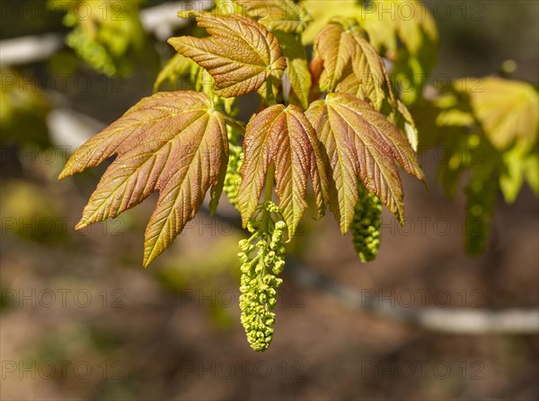 Macro close up Sycamore tree flowers and leaves in springtime, Acer pseudoplatanus, UK