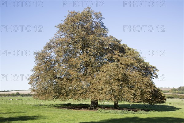 Horse chestnut tree, Aesculus, hippocastanum, in autumn leaf standing in field, West Overton,