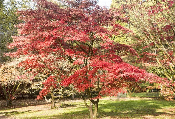Japanese maple tree in autumn colour, Acer Palmatum, National arboretum, Westonbirt arboretum,