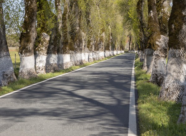 Iconic road through grove of ash trees with whitewashed bases of their trunks, Fraxinus