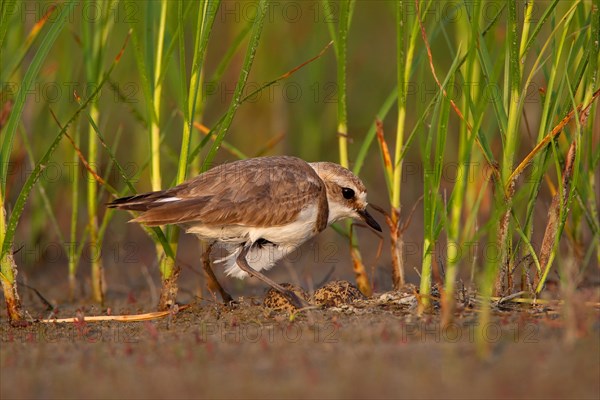 Kentish plover (Charadrius alexandrinus) Female breeding on the ground at the water's edge, Danube