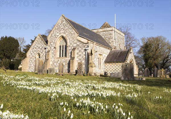 Showdrops in flower in churchyard of village parish church of Saint Thomas A Becket, Tilshead,
